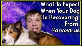 What To Expect When Your Dog Is Recovering From Canine Parvovirus  MumblesVideos [upl. by Nannek]