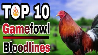 TOP 10 GAMEFOWL BLOODLINES [upl. by Esille]