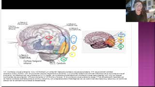 Visual Agnosia Patient [upl. by Devlin]