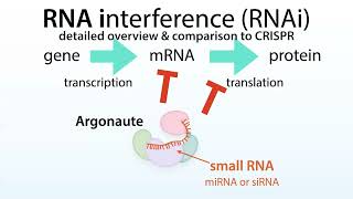 RNA interference RNAi microRNA miRNA siRNA Argonaute Ago proteins amp a comparison to CRISPR [upl. by Moclam]