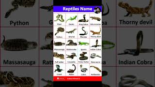 Reptile names Reptile names in English Reptile animals [upl. by Nosneb48]