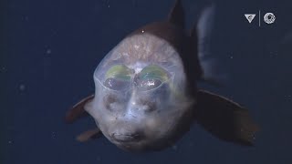 MBARIs Top 10 deepsea animals [upl. by Enrique]