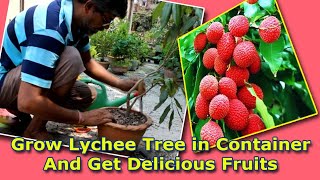 Grow Lychee tree in Container amp Get Delicious Fruits Be The CREATOR May 2018 [upl. by Skippy]