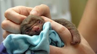 Worlds Cutest Baby Animals  BBC Earth [upl. by Bertolde]