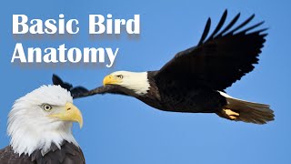 Basic Bird Anatomy [upl. by Boswell]