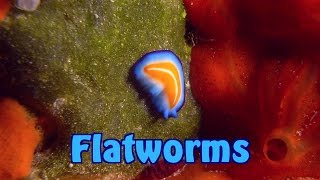 Flatworms  Turbellaria  Strudelwürmer [upl. by Ahtilat235]