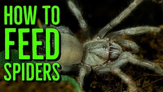 How To Feed Spiderlings amp Scorplings Baby Tarantulas amp Scorpions [upl. by Nadda]