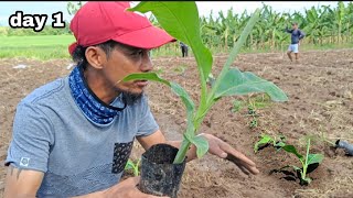 PLANTING BANANA LAKATAN DAY 1 TUTORIAL AND TIPS [upl. by Charry818]