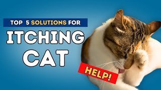 Itching Cat Help [upl. by Tuorah892]