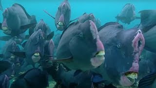 What Does a Humphead Parrotfish Eat  Blue Planet  BBC Earth [upl. by Blakely]