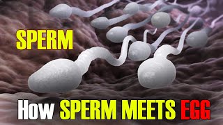 Fertilization  How Sperm Meets an Egg Fertilization I Incredible 3D Animation [upl. by Rintoul]