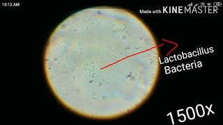 Lactobacillus bacteria under microscope [upl. by Doralin]