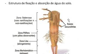 Anatomia Vegetal Prof Eymael  Biologia [upl. by Gudrun]