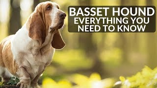 BASSET HOUND 101 Everything You Need To Know About Owning A Basset Hound Puppy [upl. by Claire]