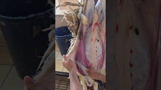 sheep skin remove skills best sheep cutting skills amazing skin processing shorts video [upl. by Ayocal]