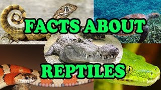 Facts about Reptiles  Science With Kids [upl. by Retsek788]