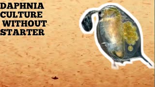 HOW TO CULTURE DAPHNIA NATURALLY WITHOUT A STARTER [upl. by Lunseth10]