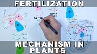 Fertilization Mechanism in Plants [upl. by Orva]