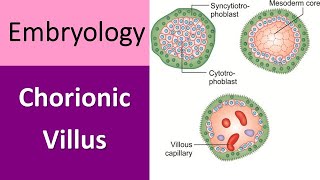 Chorionic Villus Explained A Quick Recap in Embryology [upl. by Damita]