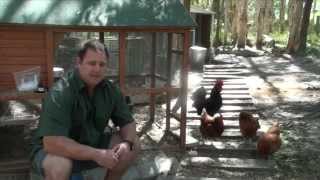 Worm Mite amp Lice All In One Treatment For Chickens amp Quail Ivermectin [upl. by Nyllewell483]