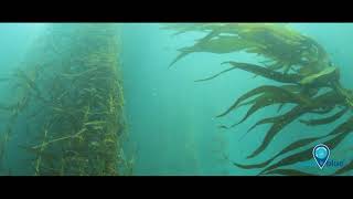 Kelp forests [upl. by Alicec]