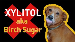 Xylitol and Dogs A Deadly Combination [upl. by Audie]