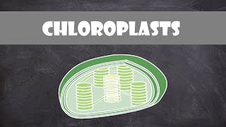 Chloroplast Structure and Function  Botany  Cell Biology [upl. by Letsirk]