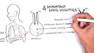 Lung Function  Lung Volumes and Capacities [upl. by Adlev774]