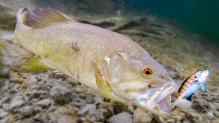 How Fish React To Different Lures Underwater Bite Footage [upl. by Niel]