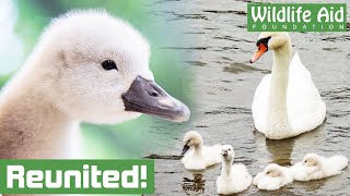 Family reunion for rescued BABY SWAN [upl. by Enitnatsnoc715]