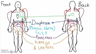 Abdominal Dermatomes and Referred Pain [upl. by Middle5]