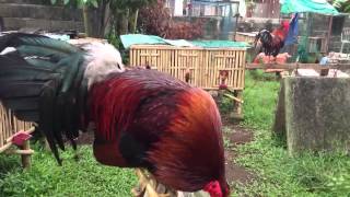 the legendary duke hulsey gamefowl [upl. by Ahsuoj]