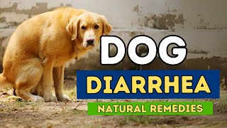 3 NEW Remedies for Dog Diarrhea [upl. by Nairoc641]