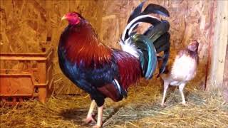 How to Start Gamefowl Breeding 2 [upl. by Hartill]