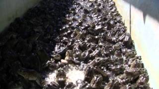 Army of frogs thousands Bullfrog Farm [upl. by Cataldo294]