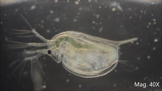 Daphnia magna under the Microscope [upl. by Aduhey543]