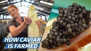 How Russian Sturgeon Caviar Is Farmed and Processed — How To Make It [upl. by Ivets]