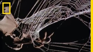 Spider Kills Bat  National Geographic [upl. by Weinert]