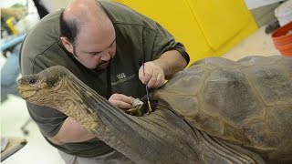 Preserving Lonesome George [upl. by Hoban]