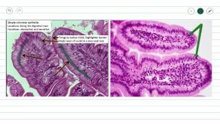 Simple Columnar Epithelium [upl. by Rosenbaum]