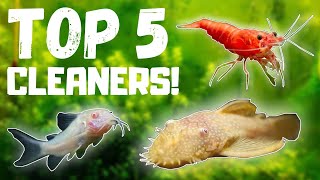 Top 5 BEST Fish Tank Cleaners [upl. by Shiverick]