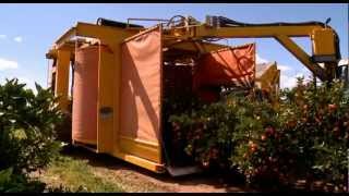 Citrus harvesting in Australia with a Nelson Harvester [upl. by Nsaj]