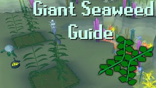 OSRS Guide to Farming Giant Seaweed For Profit or Pet [upl. by Tye201]