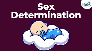 Genetics  Sex Determination  Lesson 19  Dont Memorise [upl. by Rebmik224]