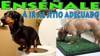 Como Entrenar y Educar a un Perro a Orinar y Hacer Sus Necesidades Especial Cachorros [upl. by Ferren]