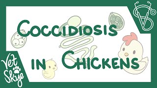 Coccidiosis in Chickens  causes pathophysiology life cycle diagnosis prevention [upl. by Nediarb]