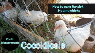 How To Treat Sick Chickens [upl. by Jonie]