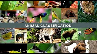 Animal Classification omnivores herbivores carnivores [upl. by Anoit]