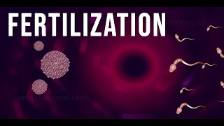 WHAT IS FERTILIZATION [upl. by Anihtyc334]