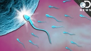 Egg sperm and fertilization  Behavior  MCAT  Khan Academy [upl. by Demahum615]